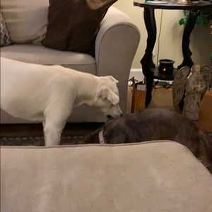 Meet your Posher, Shauna